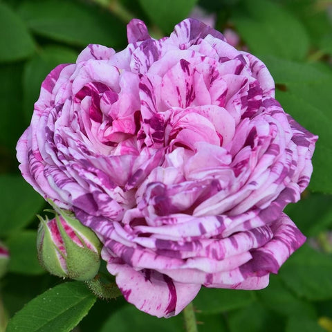 Kasteel Hex rose bud and bloom cluster with pink-and-white striped petals and green leaves