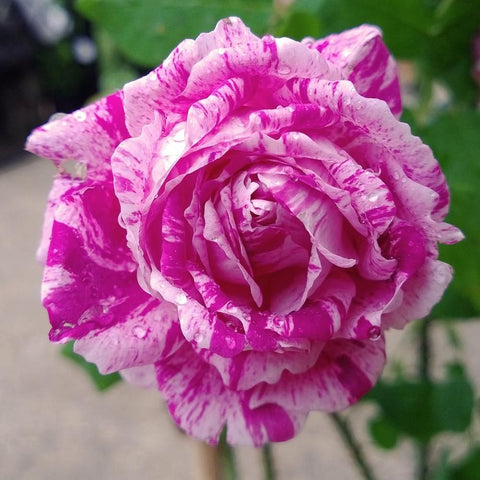 Kasteel Hex rose flower close-up with bright pink speckles on white petals