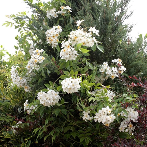 Kiftsgate rose shrub with abundant white blossoms and dense green foliage