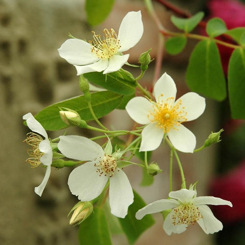 Kiftsgate rose cluster of white five-petal flowers with yellow centers and green leaves