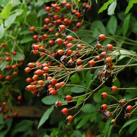 Kiftsgate rose stems with small red-orange seed pods and green leaves