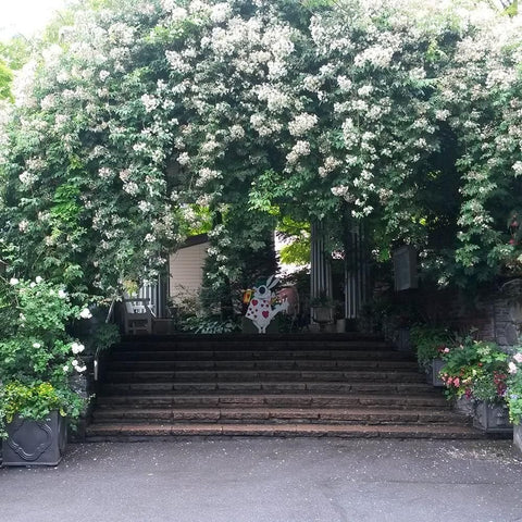 Kiftsgate rose planting with white blossoms covering a garden staircase