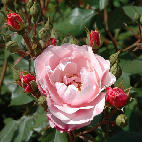 Kitty's Rose pink rose bloom with red buds and green leaves