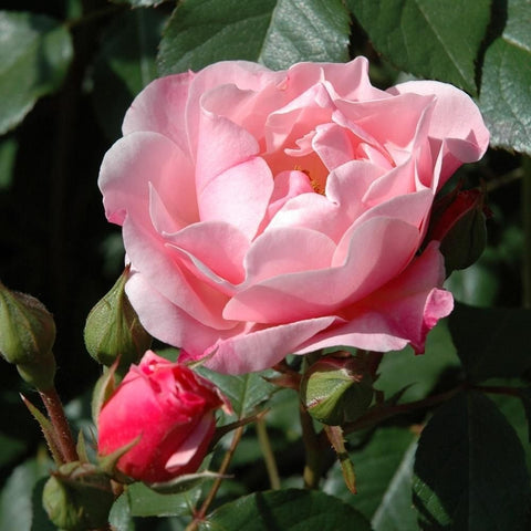 Kitty's Rose light pink rose with surrounding buds and dark green leaves