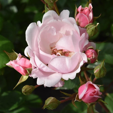 Kitty's Rose pale pink rose flower cluster on stems with red buds
