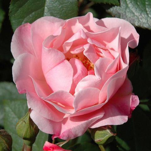 Kitty's Rose light pink rose bloom close-up with green leaves