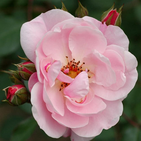 Kitty's Rose pale pink rose with visible stamens, buds, and green leaves