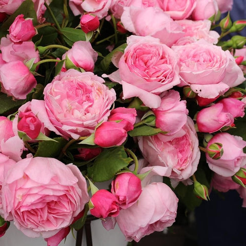 Kiss Me Kate rose blooms, layered pink petals with green leaves