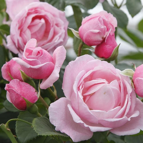 Kiss Me Kate rose flowers in pale pink and light magenta tones with buds