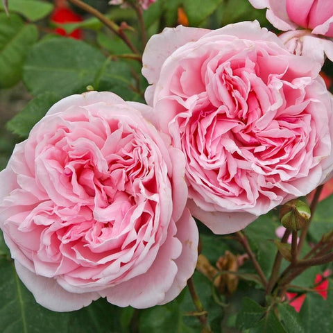 Kiss Me Kate rose plant: close-up of pale pink ruffled double blossoms
