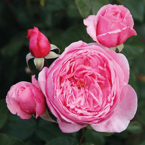 Kiss Me Kate rose plant with soft pink double blooms and unopened buds