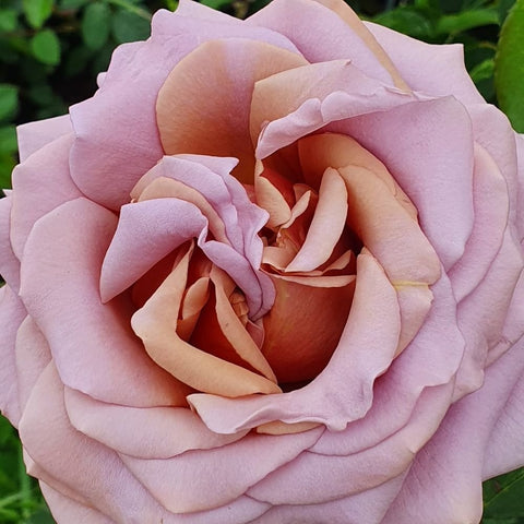 Koko Loko rose flower with pale pink petals and warm peach-orange inner petals