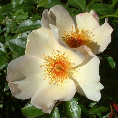 White rose blooms with golden centers and green leaves