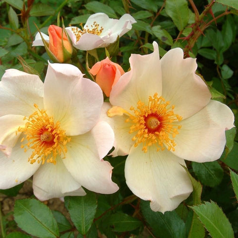 White and peach rose blooms with golden centers and green leaves
