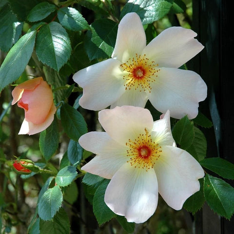 White rose blossoms with yellow centers and a pink bud, green leaves