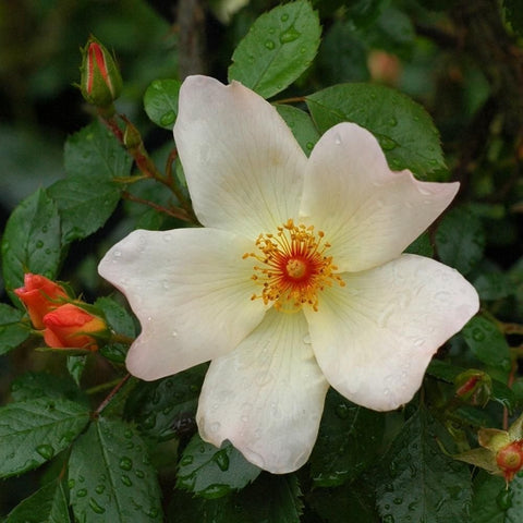 Cream rose bloom with golden center, red buds and green leaves