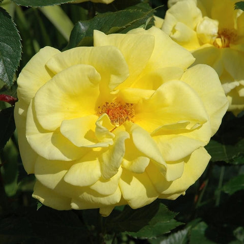 Yellow rose bush bloom with open center and layered petals, surrounded by leaves