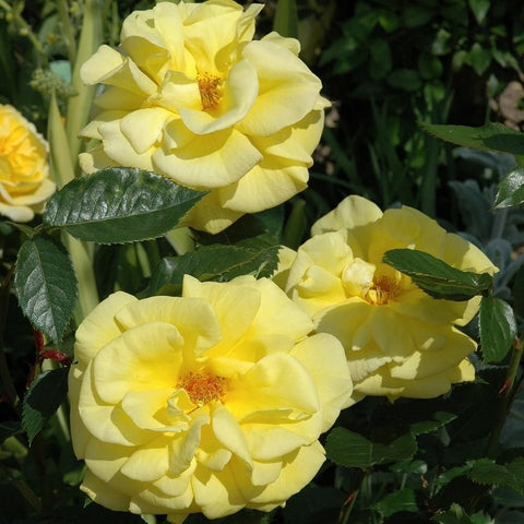 Yellow rose bush cluster of blooms with dark green leaves
