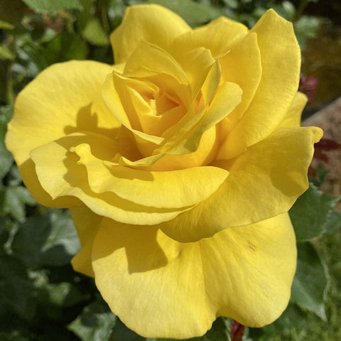 Yellow rose bush close-up bloom with layered petals and green foliage