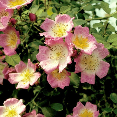 Kew Rambler rose plant with pink five-petal blooms and yellow centers, green leaves
