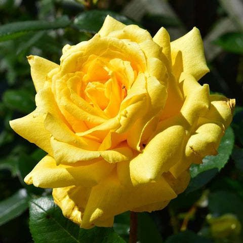 Yellow double rose bloom with layered petals on green foliage