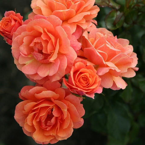 Lambada rose plant with coral-orange double blooms and green leaves