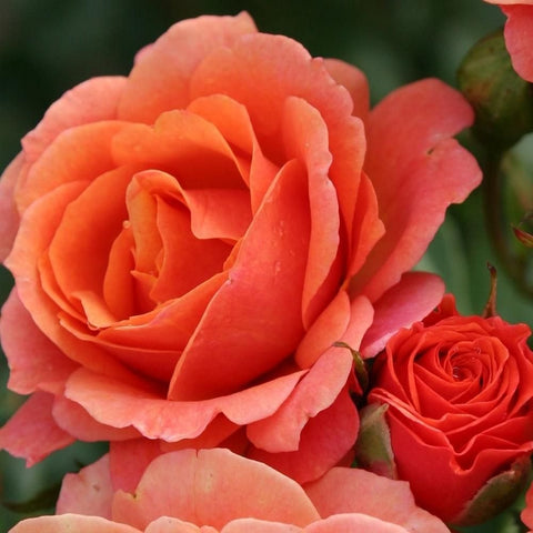 Large coral-orange rose bloom with layered petals and a smaller rose behind