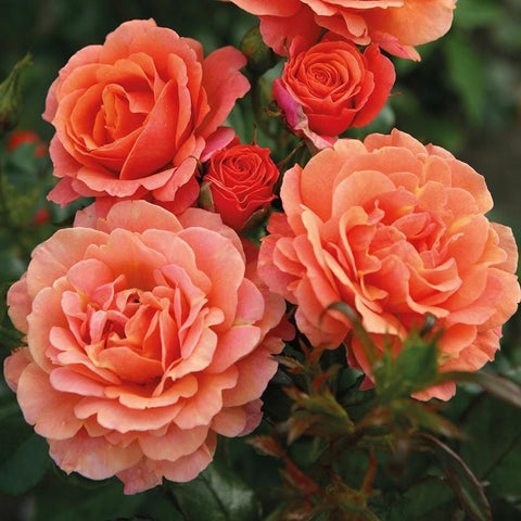 Orange-pink rose bouquet with multiple double blooms and dark green leaves