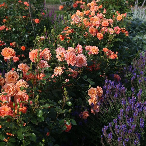 Orange and peach rose shrub with many blossoms and leafy stems