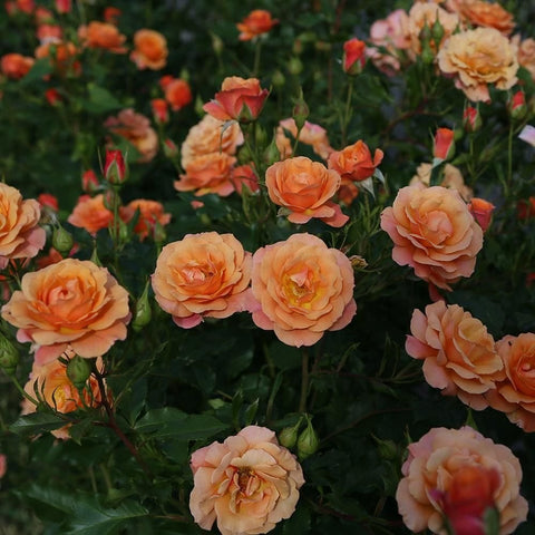 Light peach rose blossoms with layered petals on dark green stems