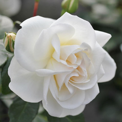 White rose bloom with layered, ruffled petals