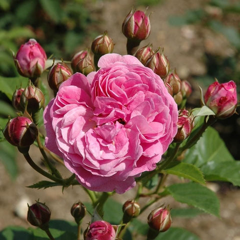 Pink double rose bloom with multiple buds and green leaves on stems