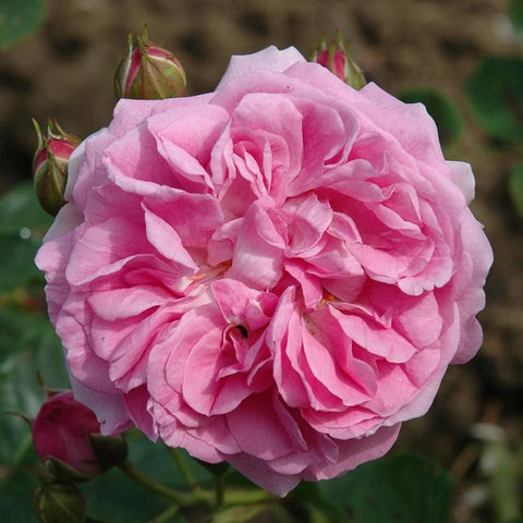 Pink ruffled double rose bloom with surrounding buds on green stems