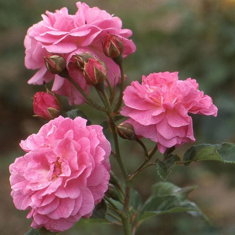 Pink double rose blooms with unopened buds and green leaves on stems