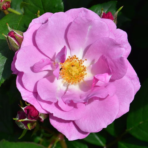 Pink rose flower with yellow center and layered petals on green leaves