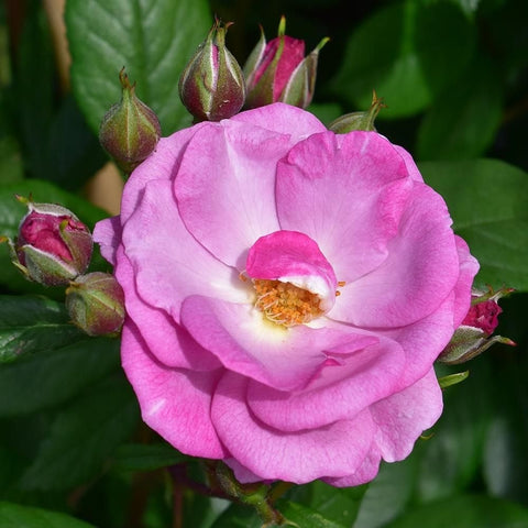 Pink rose bloom with bud cluster and green foliage