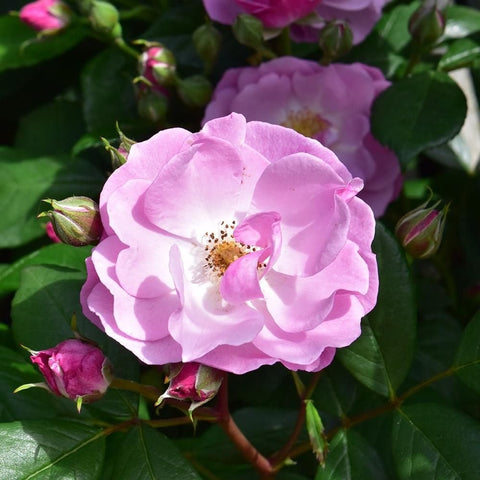 Lilac-pink rose flower with surrounding buds and green leaves