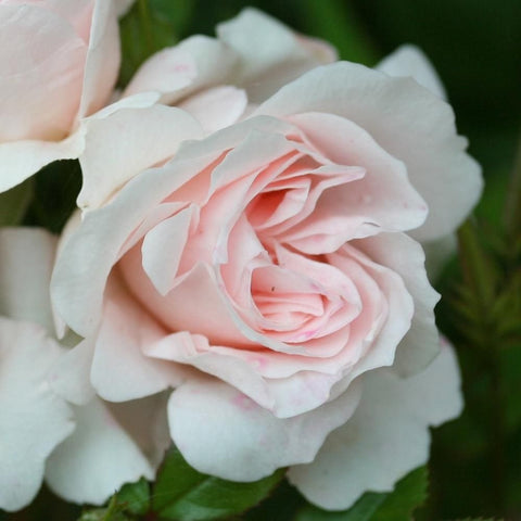 Rose bush with pale pink and white double blossoms, close-up view
