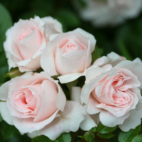 Rose bush with pale pink double roses and green leaves, cluster view