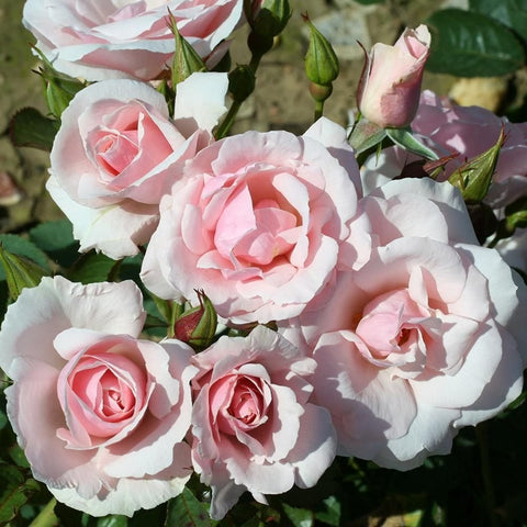 Rose bush with pale pink double roses, green leaves, and flower buds