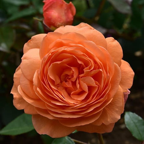 Orange rose bloom with layered petals and green leaves, close-up