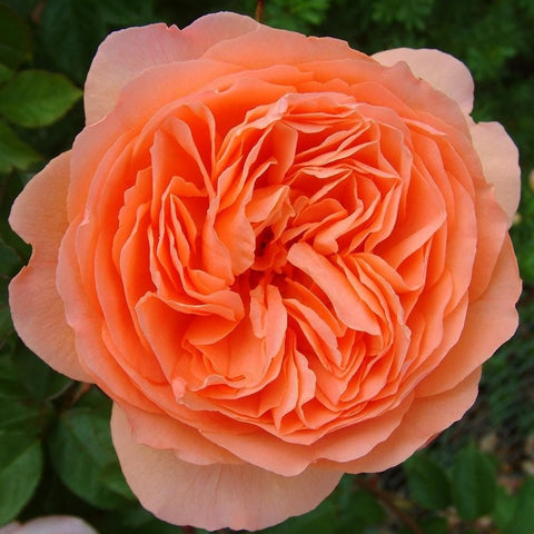 Coral pink rose bloom with tight layered petals and surrounding green leaves
