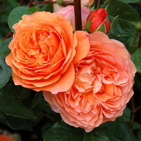 Two orange rose blooms and a red bud on green stems with leaves