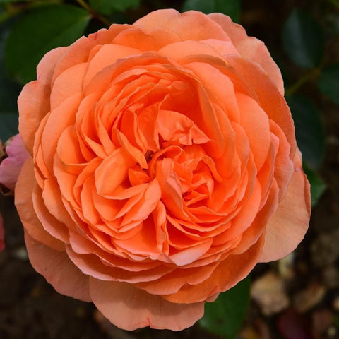 Peach-orange rose bloom with ruffled petals and green leaf background