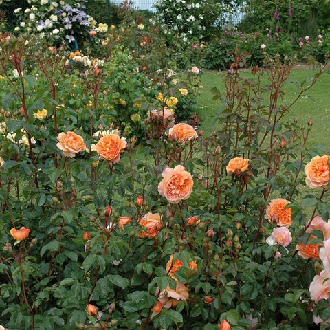 Peach rose bushes with multiple blossoms and green leaves in a garden