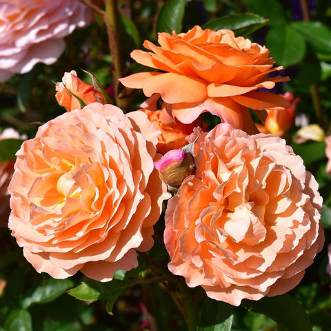 Cluster of peach and orange rose blooms with green buds on stems