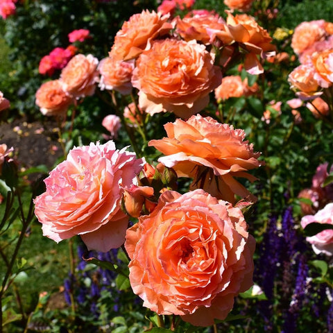 Peach-orange rose blooms among green leaves with some purple flowers nearby