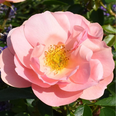 Pale pink rose flower with yellow center, surrounded by glossy green leaves.