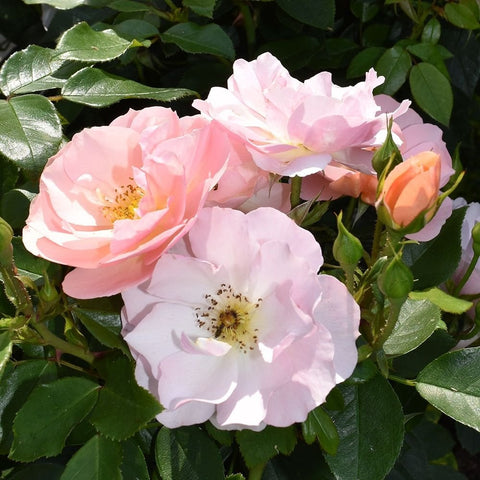 Cluster of pale pink rose blossoms with green leaves and small orange buds.