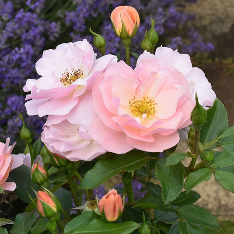 Pale pink and peach rose blossoms with green buds on leafy stems.